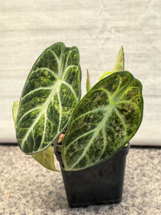 Alocasia Ninja Splash Variegata - Roślina doniczkowa, kolekcjonerska