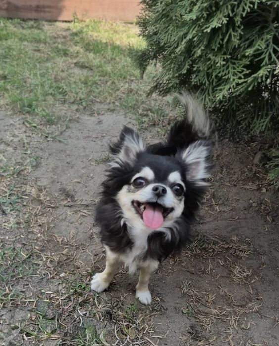 Krótkowłosy piesek chihuahua.