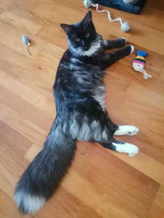 Кіт, Кот Мейн кун в'язка