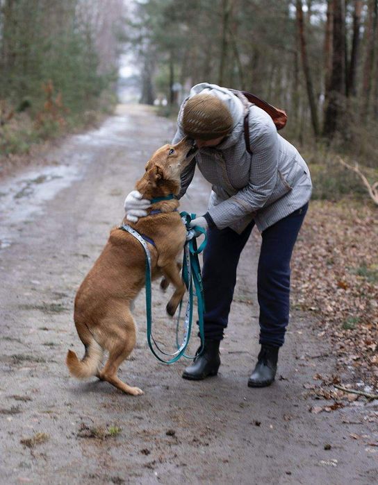 Piesek około 3 lata