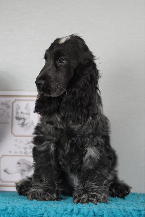 Кокер спаніель англійській