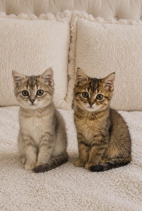 Скотіш страйт таббі золота шиншила