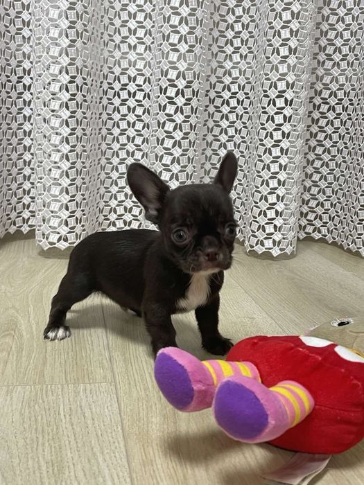 Мальчик шоколадного окраса