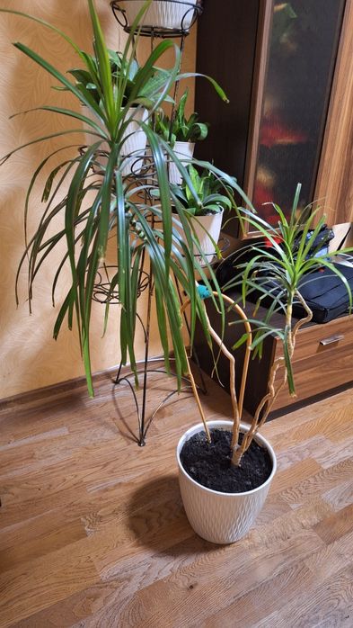 Сансев'єрія, Драцена,