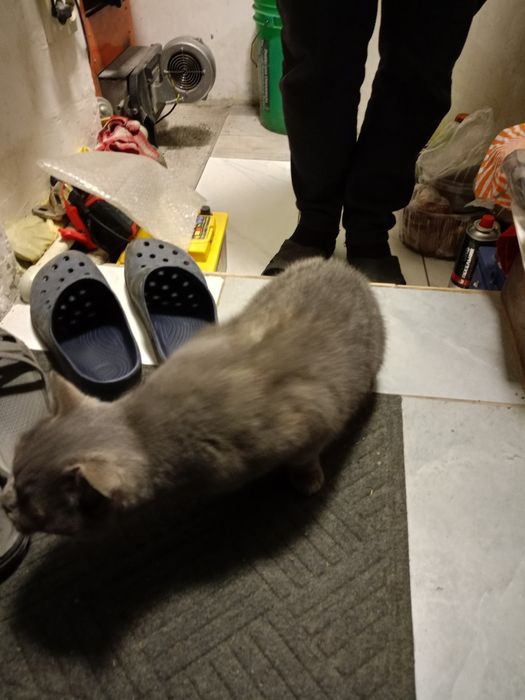 Знайдено кішку британської породи.