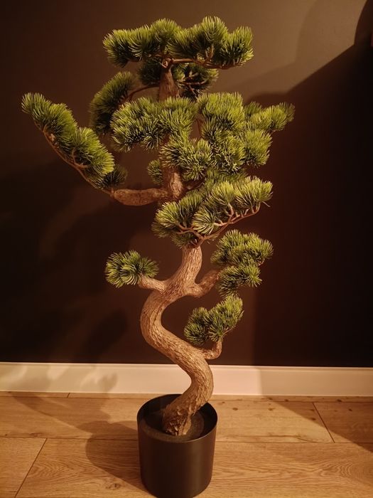 Drzewko bonsai drzewko szczęścia