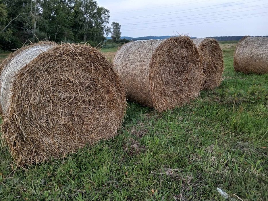 Słoma i siano z pod dachu. Możliwość transportu.