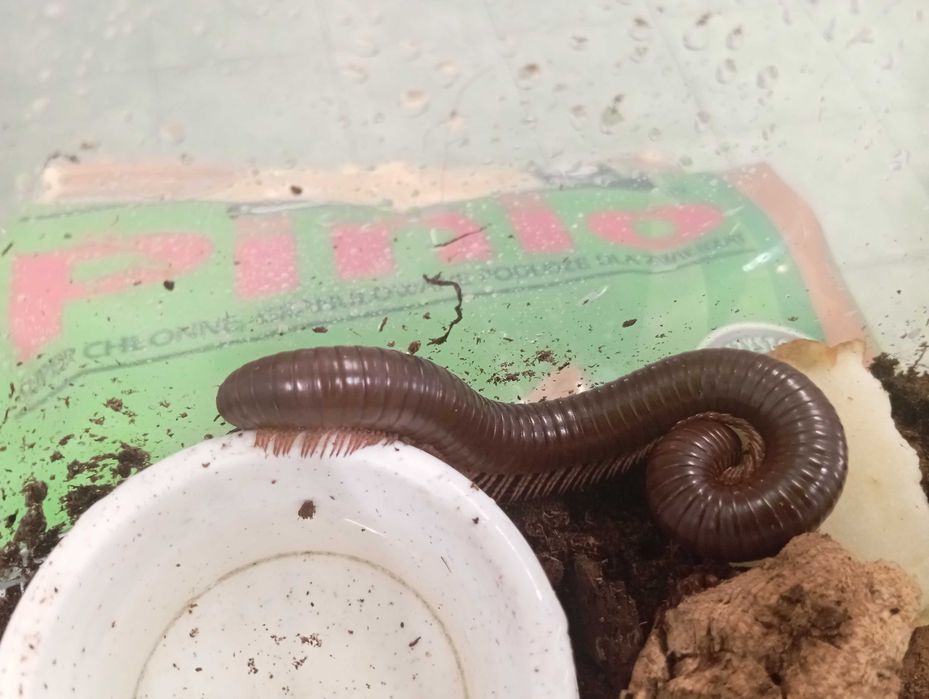 Krocionóg olbrzymi Archispirostreptus gigas