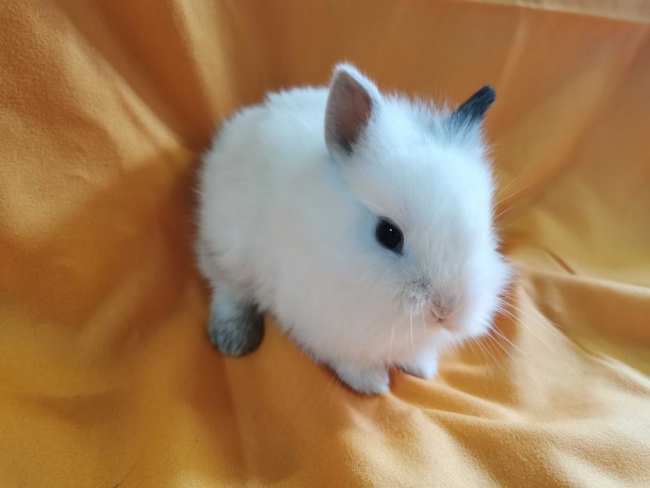 KIT Completo Coelhos anões mini (Desparasitados e vacinados)