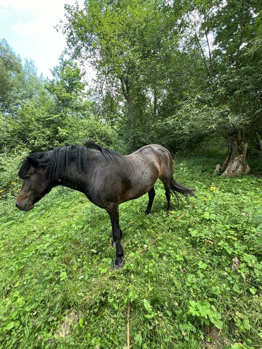 Продаю кобилу 5 років