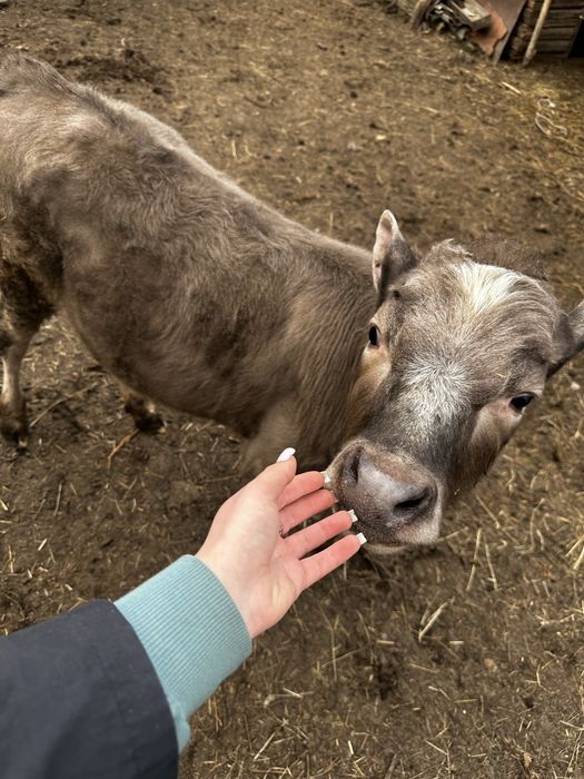 Продам телятко( дівчата)