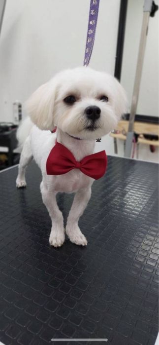 В’язка хлопчика Мальтезе