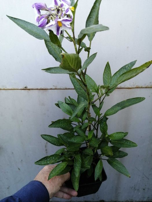 Pepino Gold pomidor melonowy Solanum muricatum w doniczce