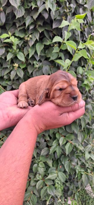 Cocker Spaniel Angielski