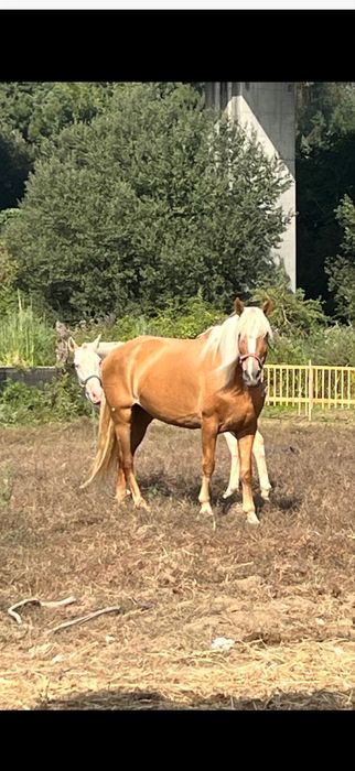 Aceito Troca Egua Palomina super mansa