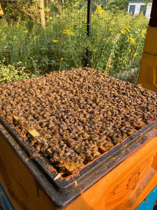 Rodziny pszczele 2025 Krainka Sklenar buckfast ramka Wielkopolska