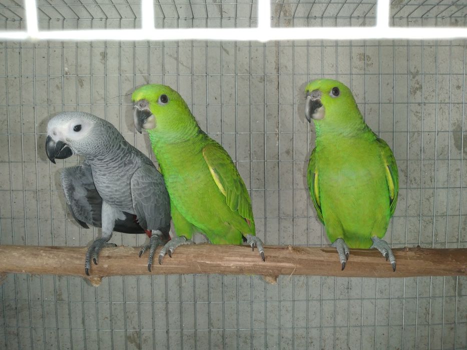 Papagaios cinzentos e amazonas auropalliatas