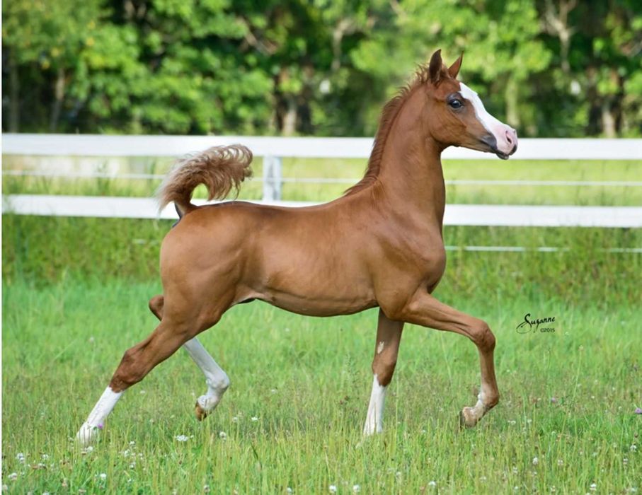 mleko dla zrebiąt źrebak koń kuc klacz