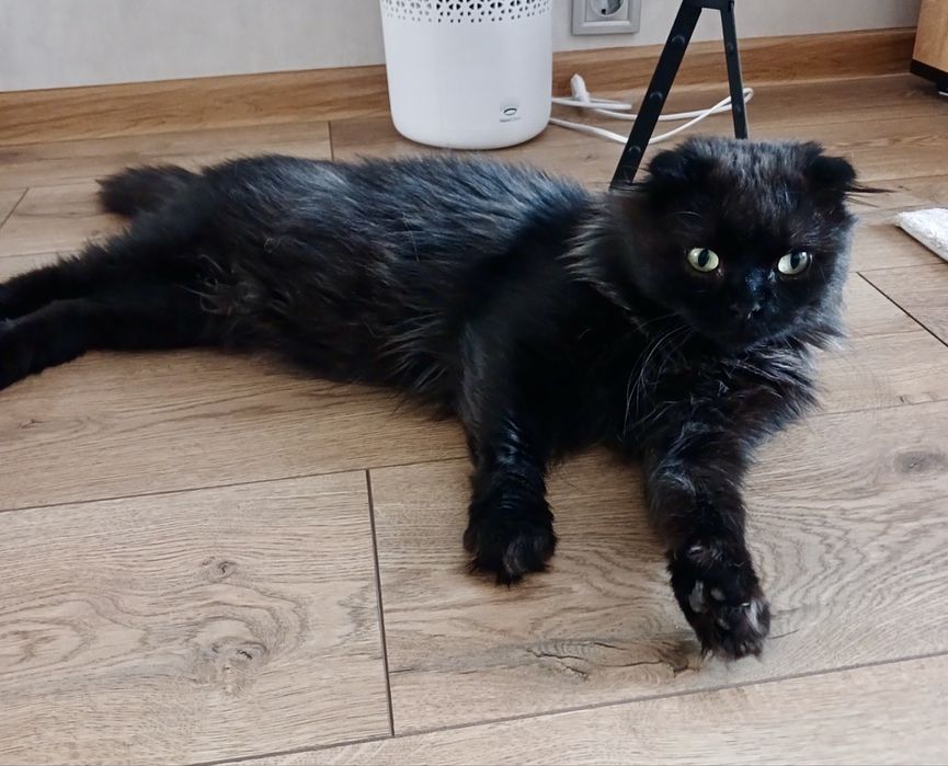 Кот молодой вислоухий шотландец кіт висловухий