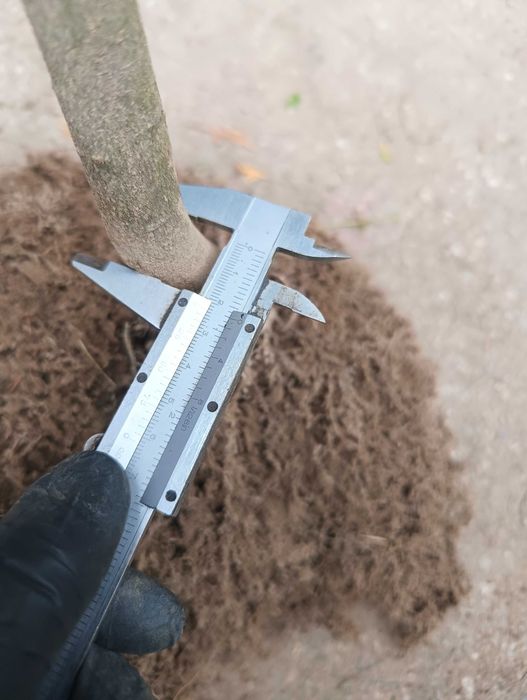 Sadzonki Graba 180 cm 220 cm. Szkółkowane