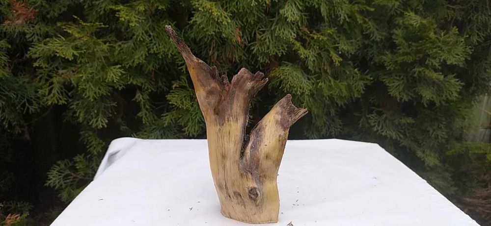 Niezwykły korzeń z otworem na wylot.