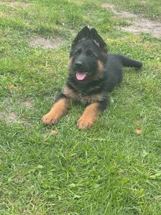 Цуценята Німецької вівчарки з розплідника