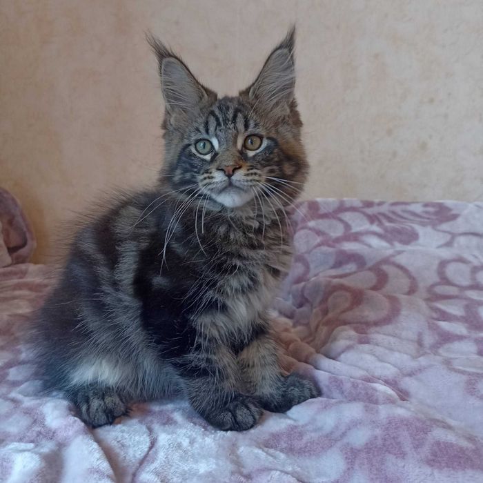 Котенок Мейн Кун