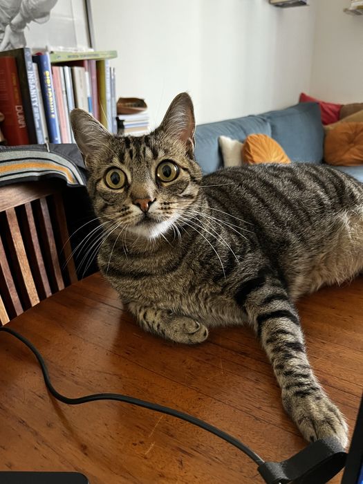 Gato Senior para Adopção Responsável