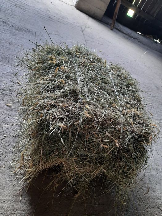 Siano w kostkach tegoroczne