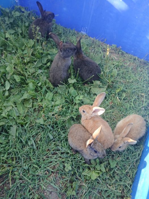 Varios coelhos para venda