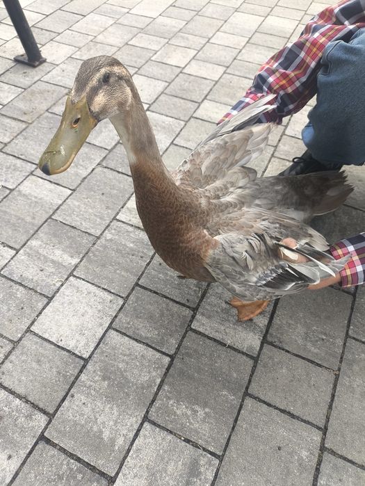 Kaczki biegusy indyjskie kaczor