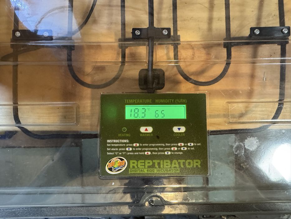 Reptibator zoomed