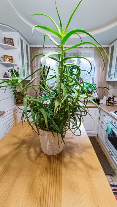 Алое велике продам