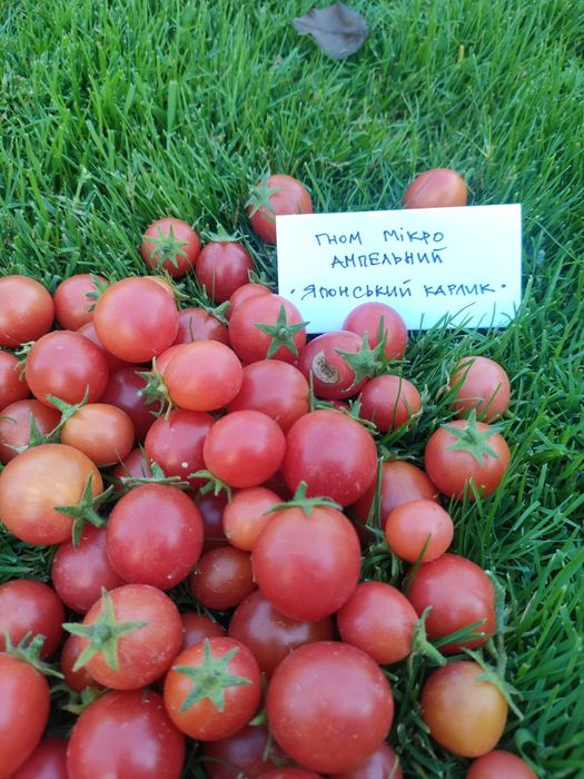 Розсада томатів для вирощування у кашпо та балконних горщиках