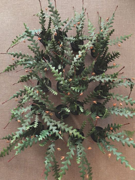 Plantas artificail em vaso, epifilium