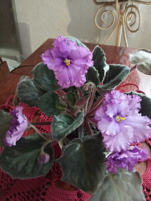 фиалки и мини фиалки более 40 сортов