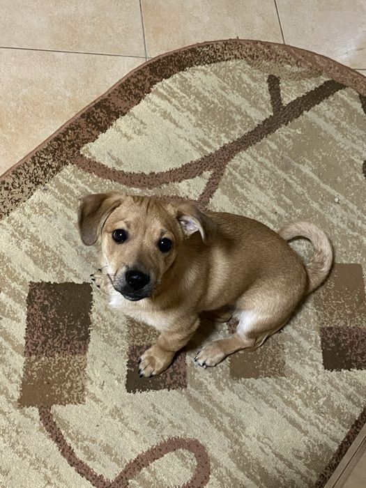 Віддам в добрі руки. Метис чіхуа