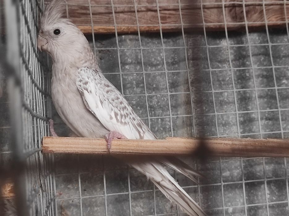 Caturras canela novinhas