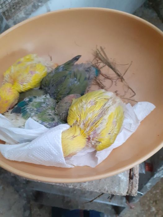 Agapornis Bebés para acabar de criar à mão  a 5 papas por dia