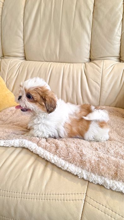 Shih-tzu fêmea disponível