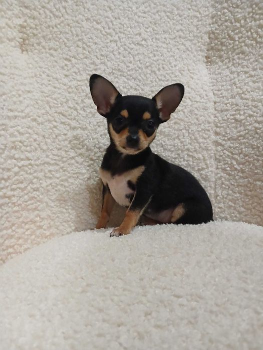 Chihuahua piesek