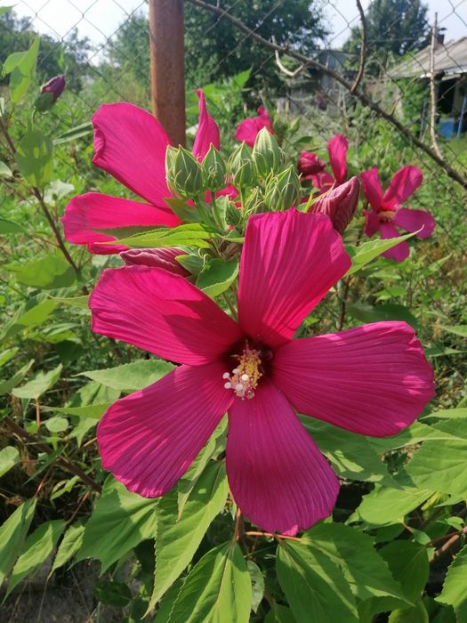 Семена Гибискуса Ярко-Малинового цвета.