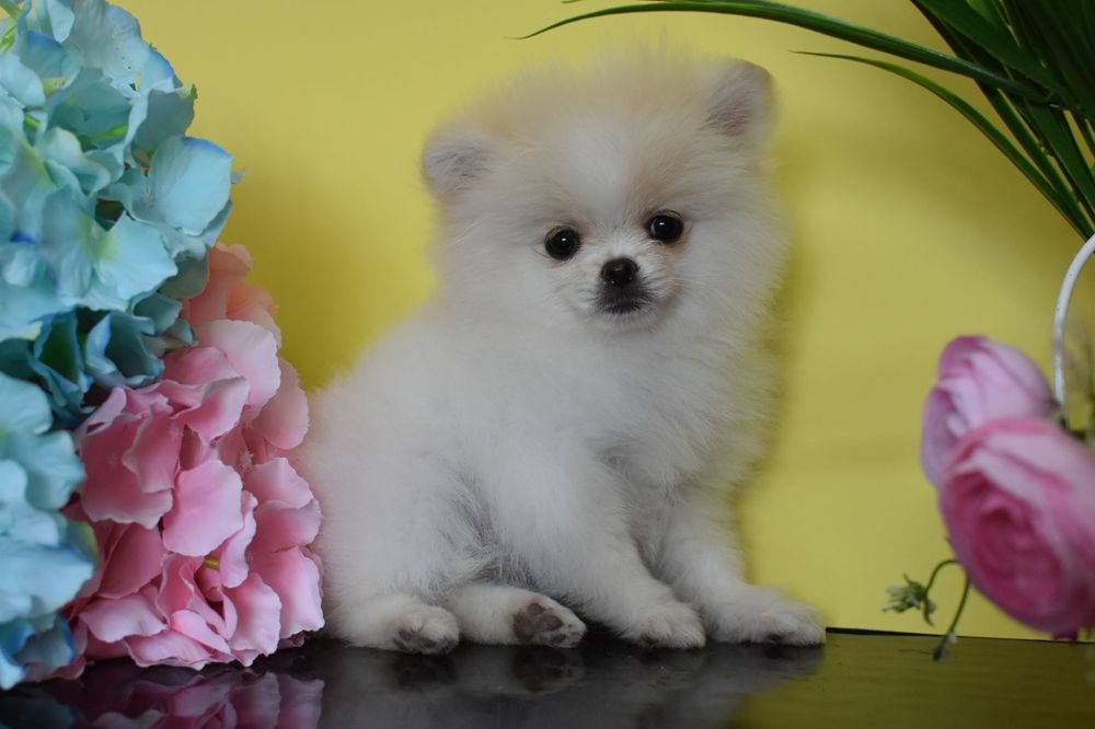 Міні дівчинка шпіцуля