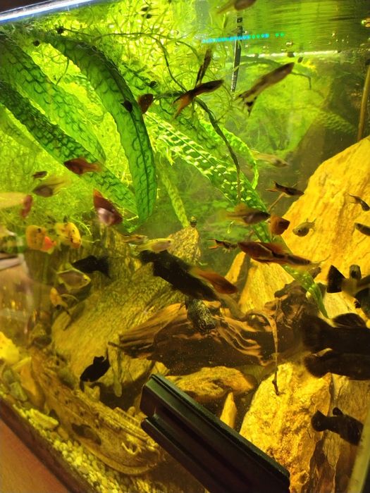 Gupiki mieczyki molinezje glonojady