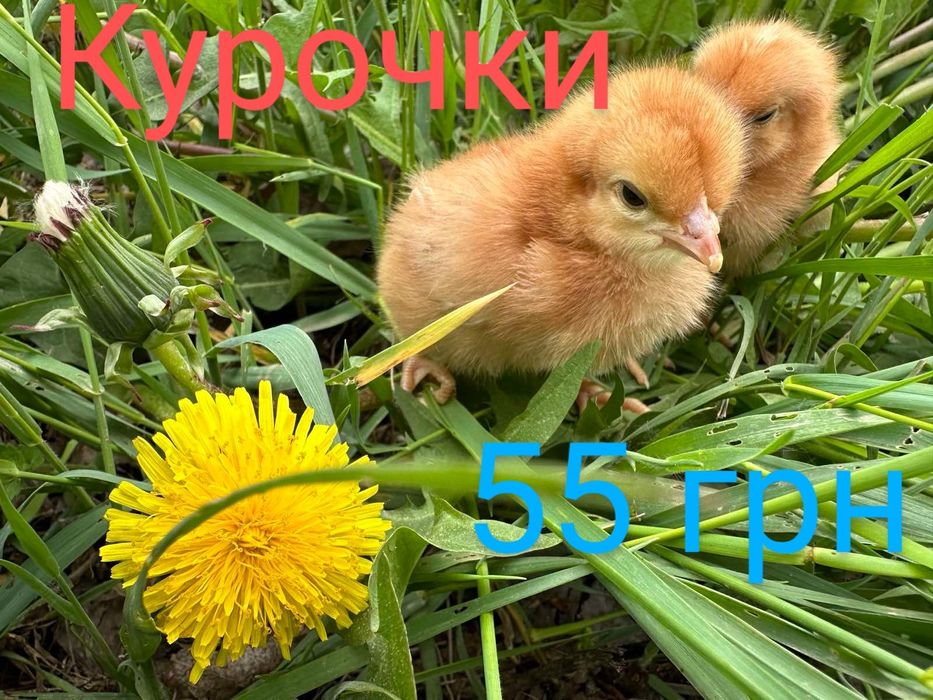 Несушки Ломан Браун Сенді Півники Півні Курчата Цыплята Циплята Добові