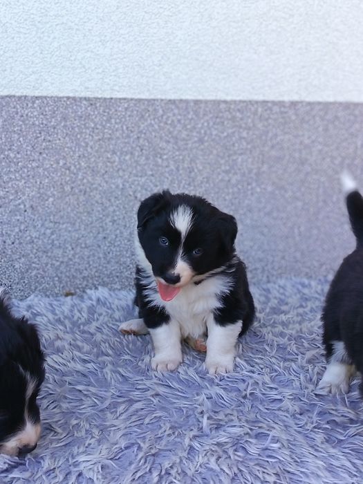 Border Collie czarno biała suczka
