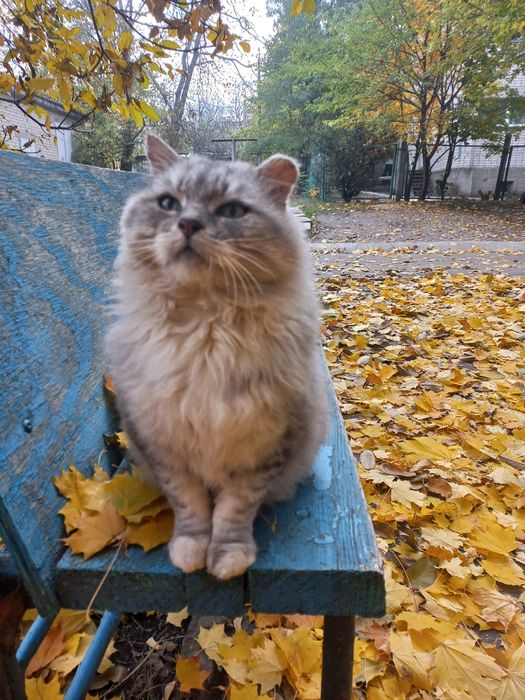 Жоржик шукає родину