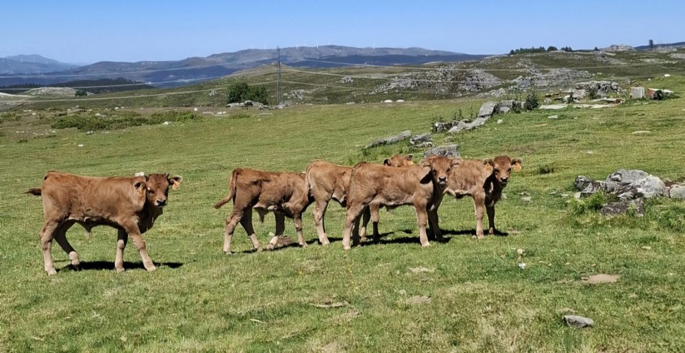 Vitelos e vacas barrosãs