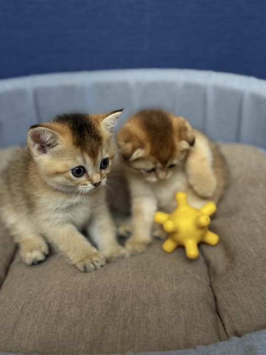 Шотландськи кошенята  золота шиншила пойнт,дівчатка,півтора місяці.