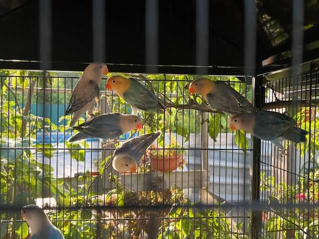Venda de Agapornis